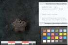 Foto (Objekt + Etikett) von Spondylostrobus smythii F.V. Mueller (NHMW-GEO-2024-0188-10403)
